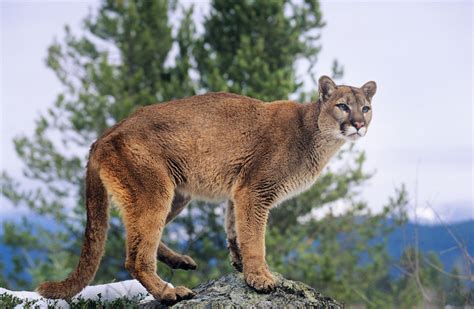 Child, 8, attacked by cougar in Olympic National Park; saved by mother